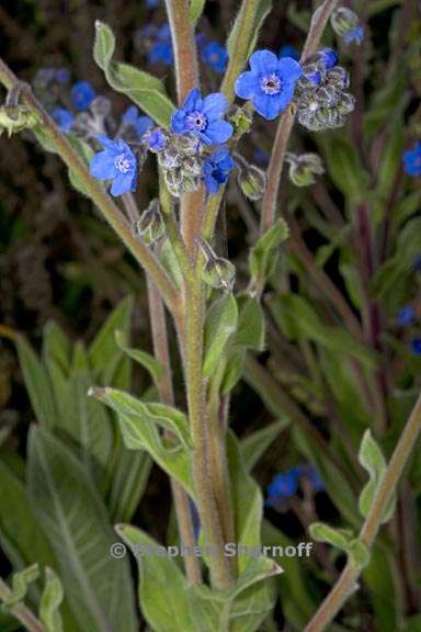 cynoglossum amabile 2 graphic